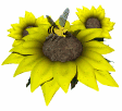 bee_sitting_on_sunflower_sm_wht