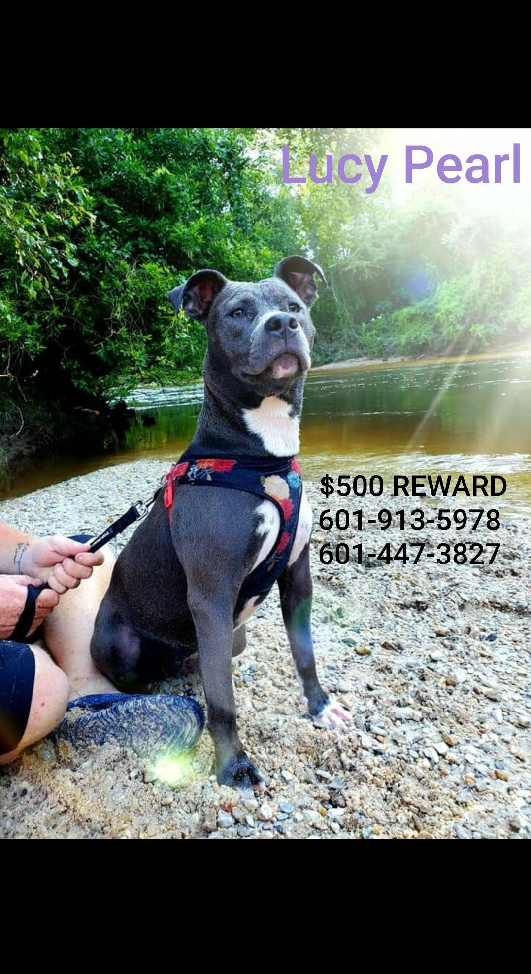 ﻿Our dog Lucy Pearl is missing. She is our heart and soul. My husband and I dont have kids so our fur-babies are our kids. We had a very nice lady offer $500 for her safe return on our behalf. We are at our wits end of places to look and post about her.  Shes a year and a half. Blue & white pit bull dog. She is spayed and microchipped. The very end of her tail had to be docked due to an injury. She has on a black and red collar with Veterinary Associates of Hattiesburg rabies tag. Last seen at our house on R. Thompson Rd Lumberton on 12-7-21 at 3pm